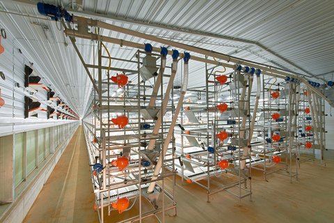 AviMax sliding broiler cage