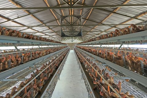 The expandable management system for laying hens SuperTripleDeck