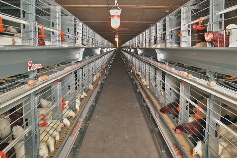 Eurovent-Parents breeder poultry cage